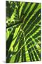 Palm Leaves-Dr. Keith Wheeler-Mounted Photographic Print