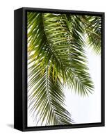 Palm Leaves-Lexie Greer-Framed Stretched Canvas