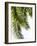 Palm Leaves-Lexie Greer-Framed Photographic Print