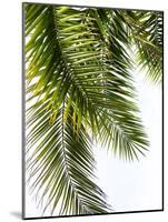 Palm Leaves-Lexie Greer-Mounted Photographic Print