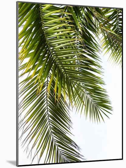 Palm Leaves-Lexie Greer-Mounted Photographic Print
