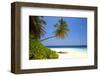 Palm-lined Beach at the Angsana Ihuru Hotel, Ihuru Island, North Male Atoll, Maldives-null-Framed Art Print