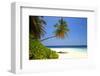 Palm-lined Beach at the Angsana Ihuru Hotel, Ihuru Island, North Male Atoll, Maldives-null-Framed Art Print