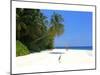 Palm-lined Beach at the Angsana Ihuru Hotel, Ihuru Island, North Male Atoll, Maldives-null-Mounted Art Print