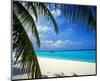 Palm-lined Beach on the Island of Bandos, North Male Atoll, Maldives-null-Mounted Art Print