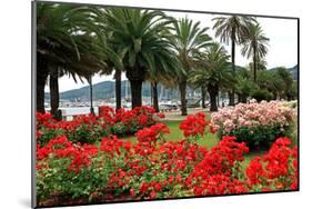 Palm-lined Promenade at the Gulf, City of La Spezia, Italian Riviera, Liguria, Italy-null-Mounted Art Print