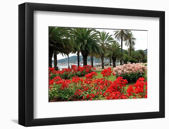 Palm-lined Promenade at the Gulf, City of La Spezia, Italian Riviera, Liguria, Italy-null-Framed Art Print