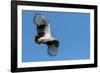 Palm-nut vulture in flight, Allahein river, The Gambia-Bernard Castelein-Framed Photographic Print