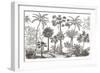 Palm Oasis III-Wild Apple Portfolio-Framed Art Print