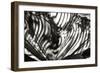 Palm of Shadows-Alan Hausenflock-Framed Photographic Print