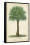 Palm of the Tropics I-Horto Van Houtteano-Framed Stretched Canvas