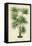 Palm of the Tropics IV-Horto Van Houtteano-Framed Stretched Canvas