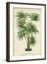 Palm of the Tropics IV-Horto Van Houtteano-Framed Art Print