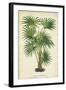 Palm of the Tropics IV-Horto Van Houtteano-Framed Art Print