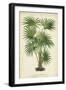 Palm of the Tropics IV-Horto Van Houtteano-Framed Art Print