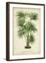 Palm of the Tropics IV-Horto Van Houtteano-Framed Art Print