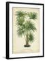 Palm of the Tropics IV-Horto Van Houtteano-Framed Art Print