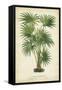 Palm of the Tropics IV-Horto Van Houtteano-Framed Stretched Canvas