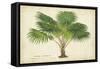 Palm of the Tropics V-Horto Van Houtteano-Framed Stretched Canvas