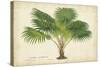 Palm of the Tropics V-Horto Van Houtteano-Stretched Canvas