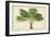 Palm of the Tropics V-Horto Van Houtteano-Framed Premium Giclee Print