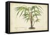 Palm of the Tropics VI-Horto Van Houtteano-Framed Stretched Canvas