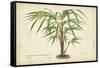 Palm of the Tropics VI-Horto Van Houtteano-Framed Stretched Canvas