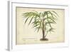 Palm of the Tropics VI-Horto Van Houtteano-Framed Art Print