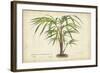 Palm of the Tropics VI-Horto Van Houtteano-Framed Art Print