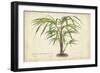 Palm of the Tropics VI-Horto Van Houtteano-Framed Art Print