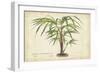 Palm of the Tropics VI-Horto Van Houtteano-Framed Art Print