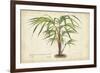 Palm of the Tropics VI-Horto Van Houtteano-Framed Art Print