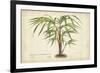 Palm of the Tropics VI-Horto Van Houtteano-Framed Art Print