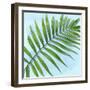 Palm on Blue II-Mia Jensen-Framed Art Print