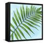 Palm on Blue II-Mia Jensen-Framed Stretched Canvas