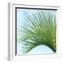 Palm on Blue IV-Mia Jensen-Framed Art Print