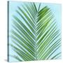 Palm on Blue V-Mia Jensen-Stretched Canvas