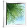 Palm on Blue VI-Mia Jensen-Framed Art Print