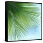 Palm on Blue VI-Mia Jensen-Framed Stretched Canvas