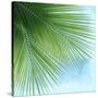 Palm on Blue VI-Mia Jensen-Stretched Canvas