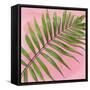 Palm on Pink II-Mia Jensen-Framed Stretched Canvas