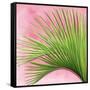 Palm on Pink IV-Mia Jensen-Framed Stretched Canvas