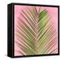 Palm on Pink V-Mia Jensen-Framed Stretched Canvas