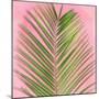 Palm on Pink V-Mia Jensen-Mounted Art Print