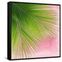 Palm on Pink VI-Mia Jensen-Framed Stretched Canvas