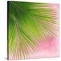 Palm on Pink VI-Mia Jensen-Stretched Canvas