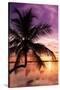 Palm Paradise at Sunset - Florida - USA-Philippe Hugonnard-Stretched Canvas