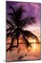 Palm Paradise at Sunset - Florida - USA-Philippe Hugonnard-Mounted Photographic Print