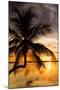 Palm Paradise at Sunset - Florida - USA-Philippe Hugonnard-Mounted Photographic Print