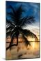 Palm Paradise at Sunset - Florida - USA-Philippe Hugonnard-Mounted Photographic Print